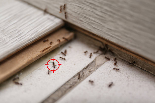 Best Local Pest Control Services  in Landis, NC