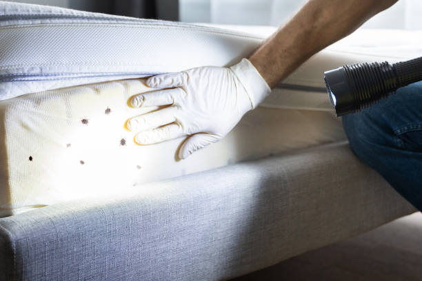 Best Mosquito Control Services  in Landis, NC